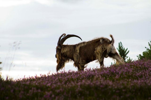 Feral Goats 05